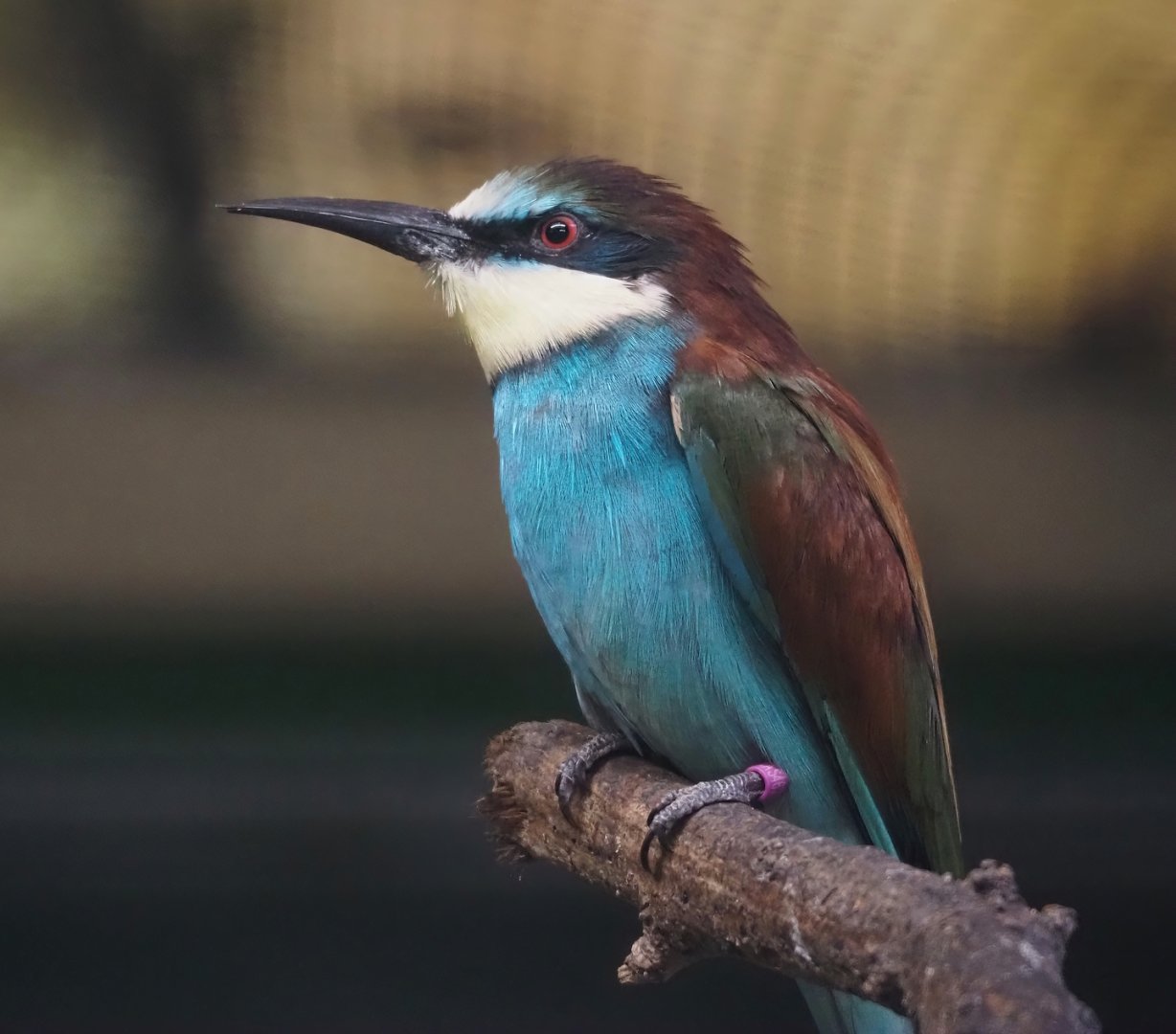 European bee-eater (Merops apiaster), 2024-05-22