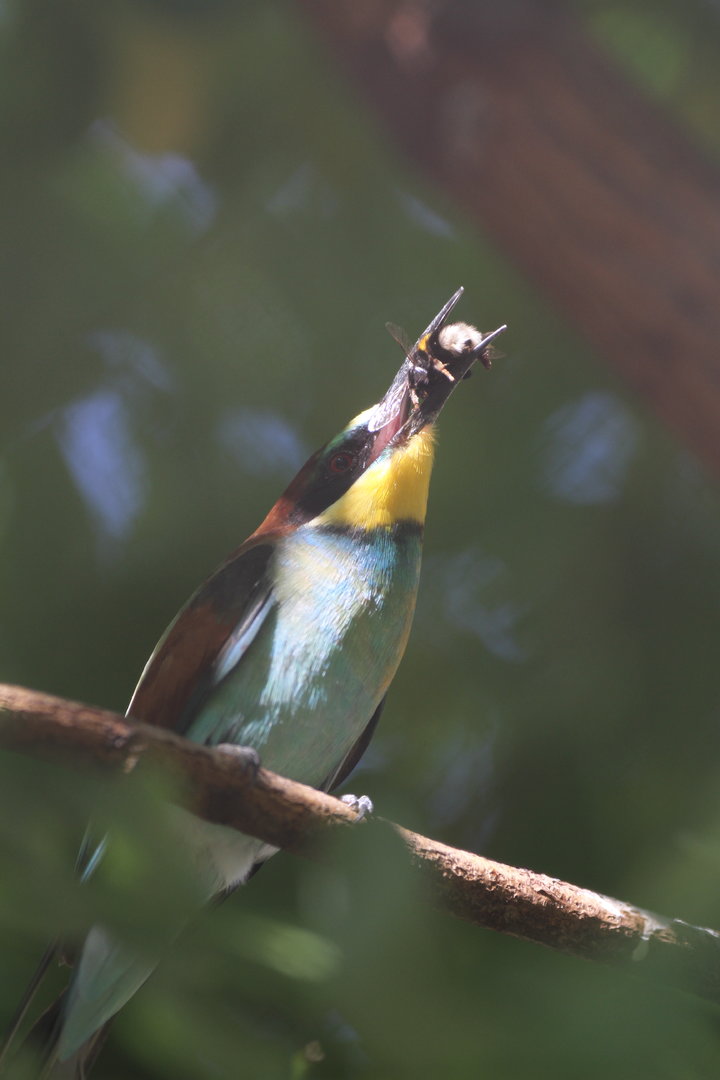 European bee-eater (Merops apiaster) with Bombus lucorum