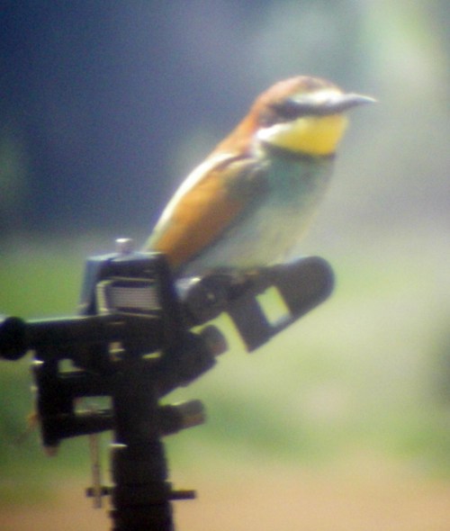 European Bee-eater (Merops apiaster)