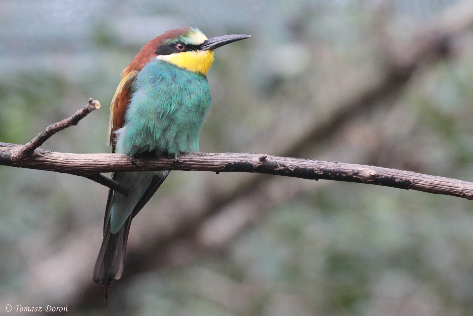 European Bee-eater (Merops apiaster)