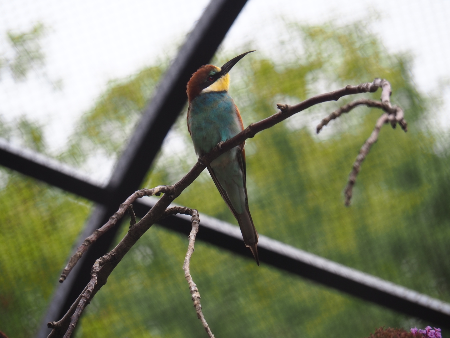 European bee-eater (Merops apiaster)