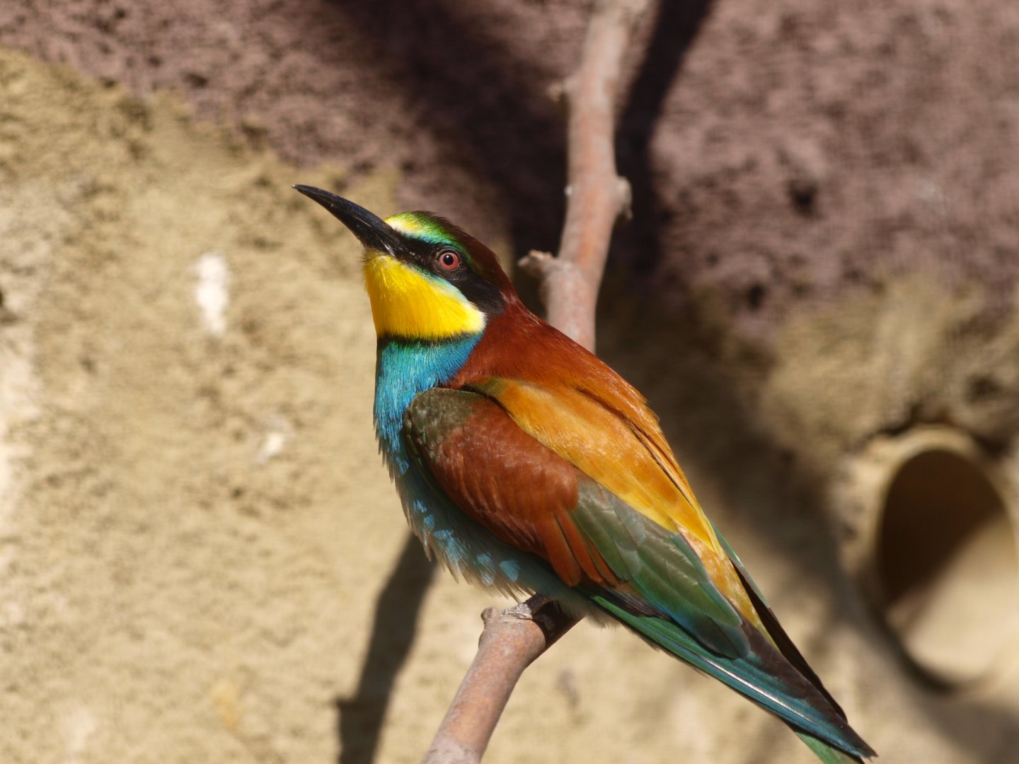 European bee-eater (Merops apiaster)