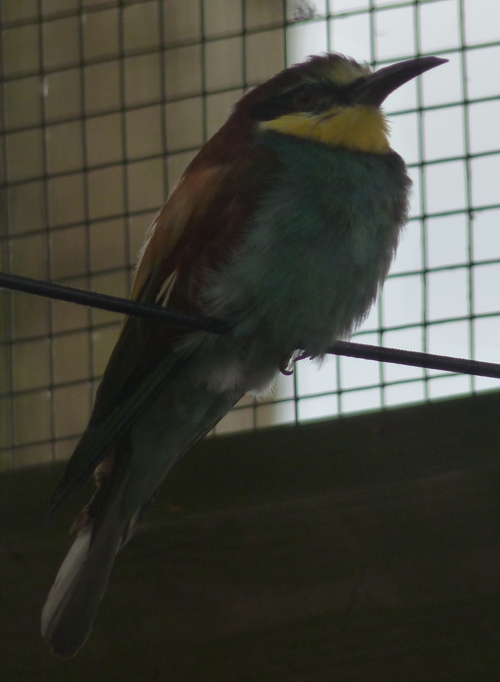 European bee-eater (Merops apiaster)