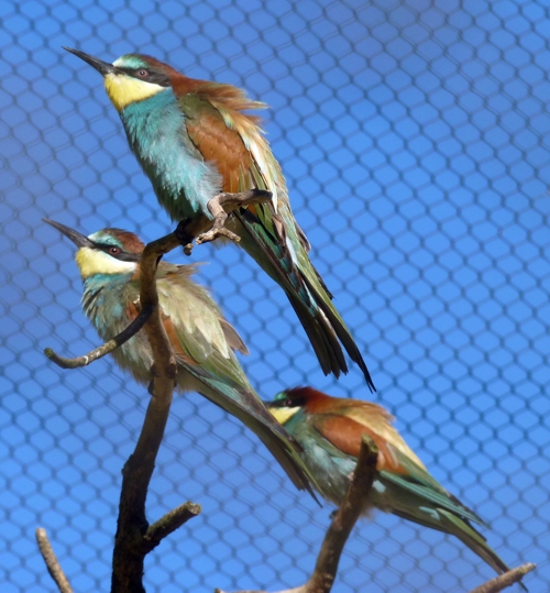 European bee-eater (Merops apiaster)