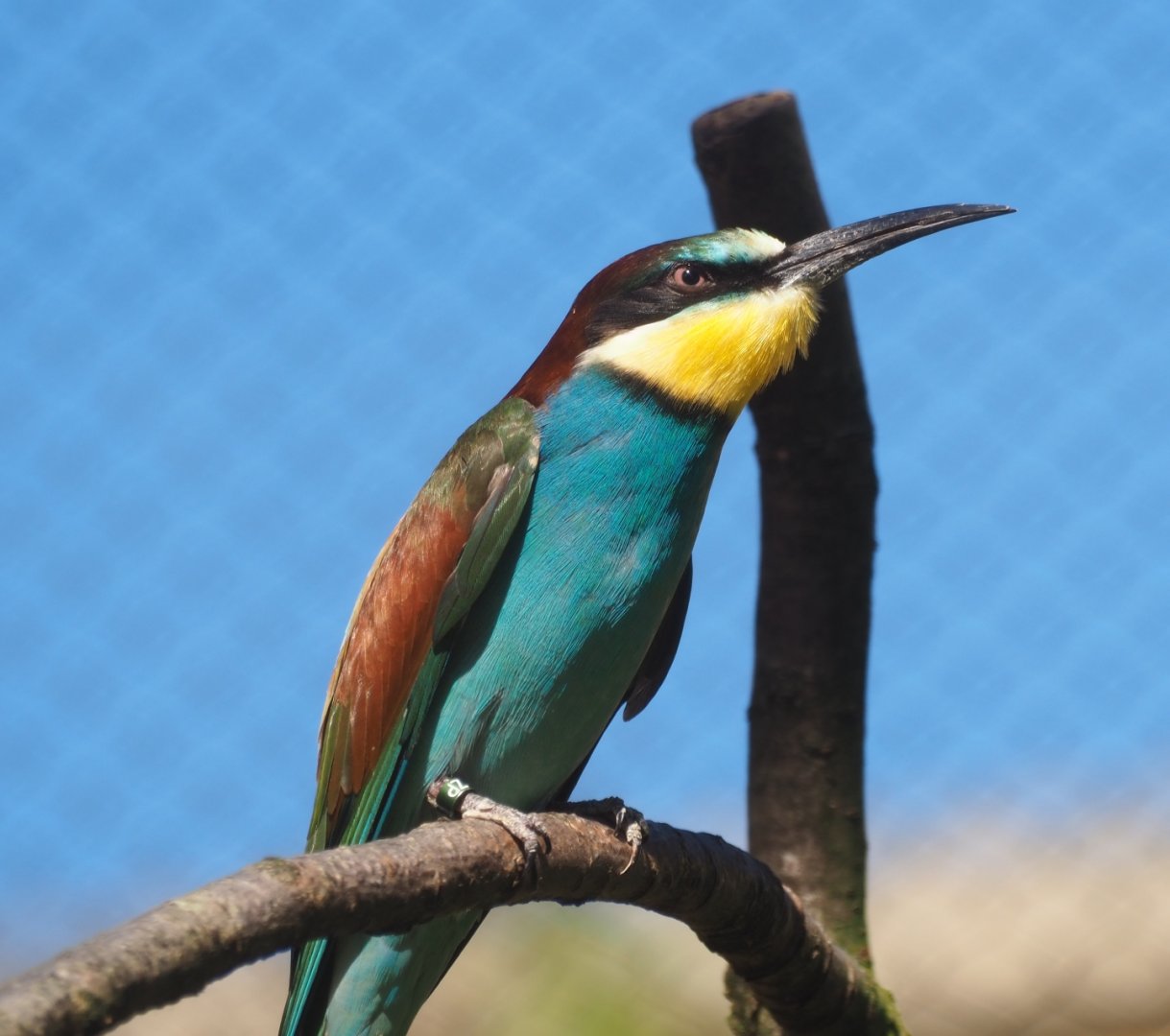 European bee-eater (Merops apiaster)