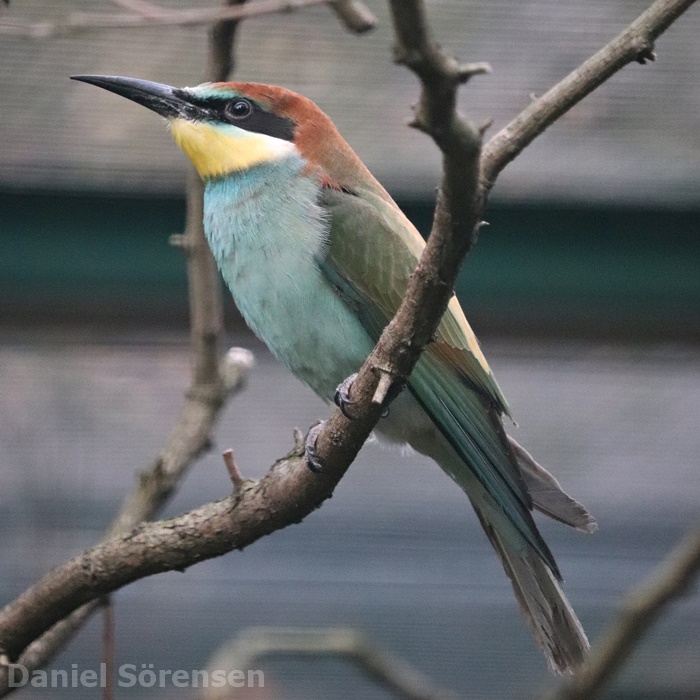 European bee-eater (Merops apiaster)