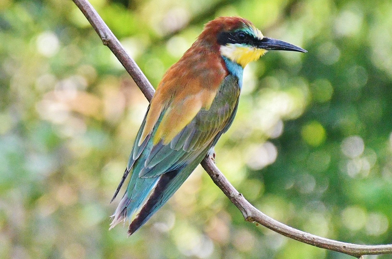 European Bee-eater (Merops apiaster)