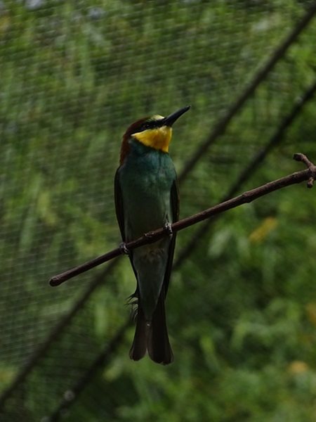 European bee-eater (Merops apiaster)