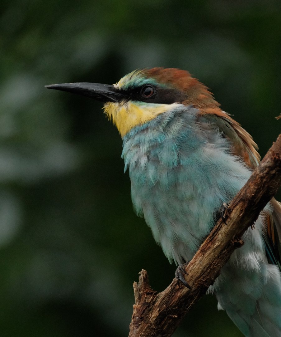 European Bee-eater (Merops apiaster)