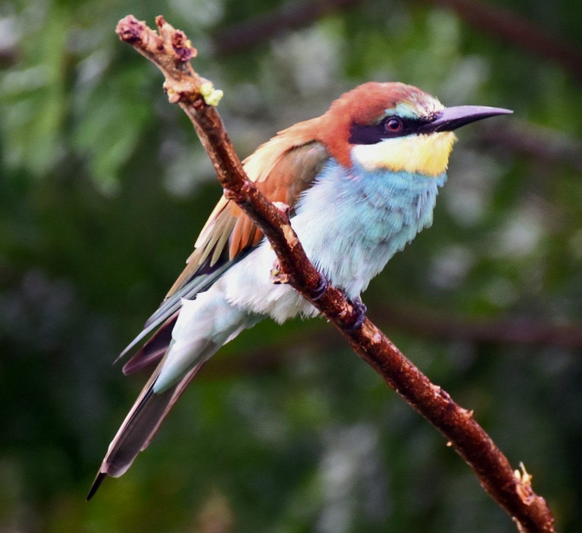 European Bee-eater (Merops apiaster)