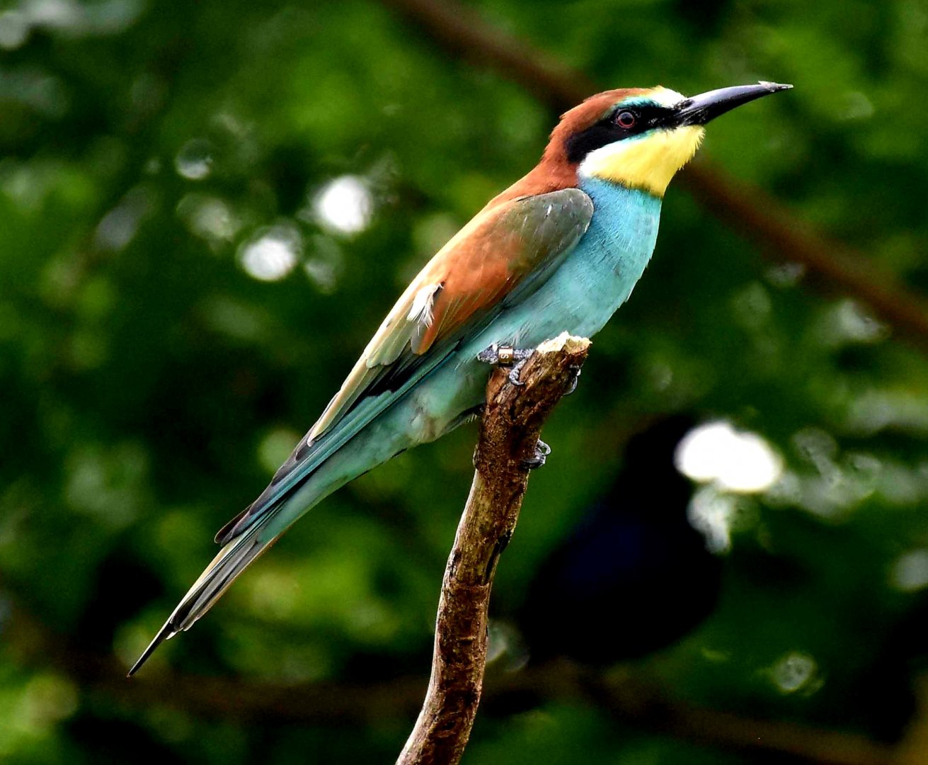 European Bee-eater (Merops apiaster)