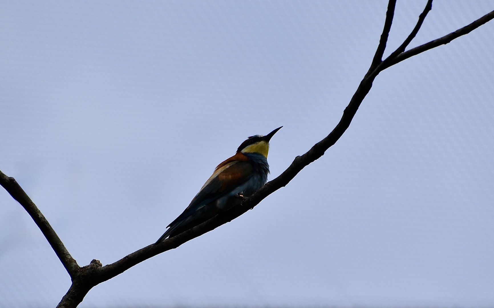 European Bee-Eater (Merops apiaster)
