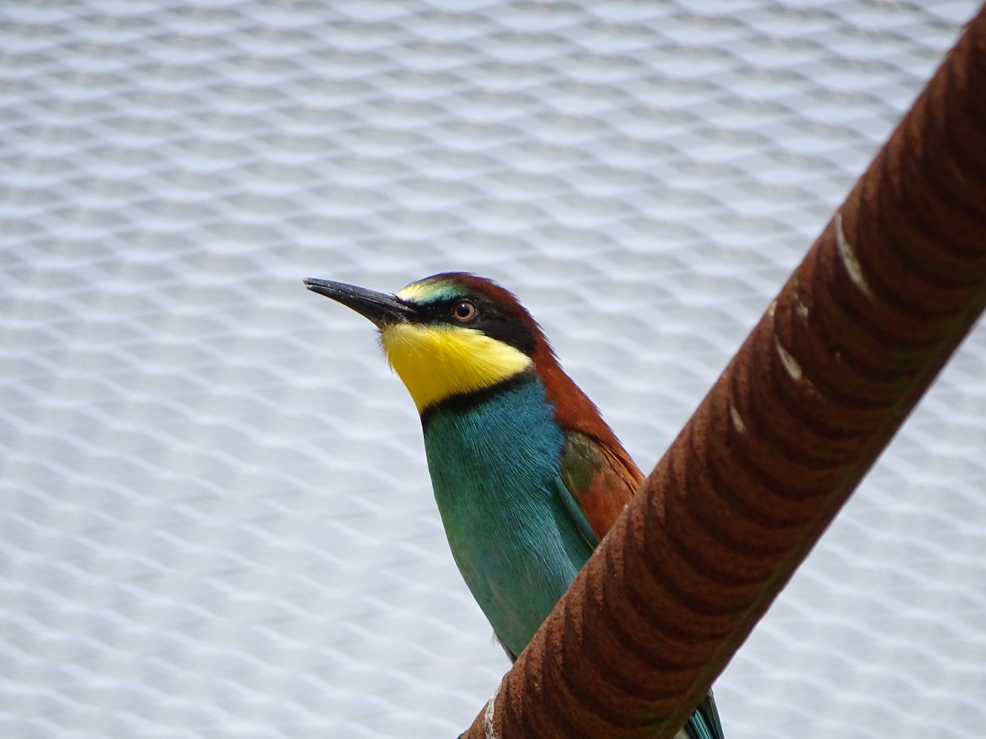 European bee-eater (Merops apiaster)