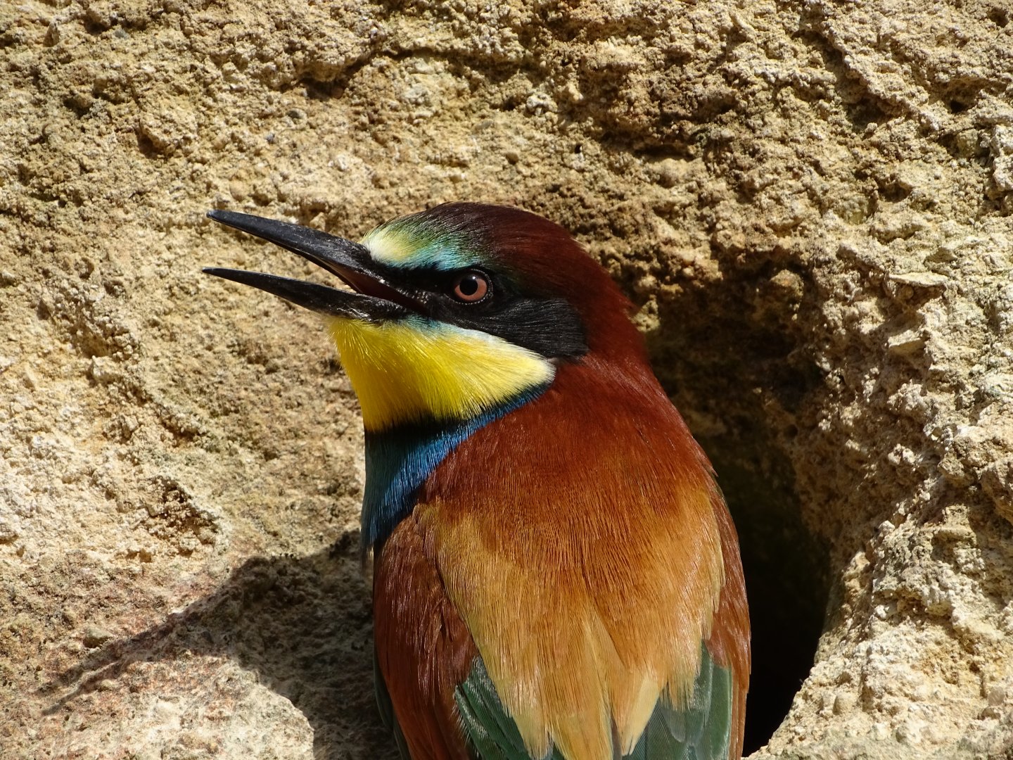 European bee-eater (Merops apiaster)