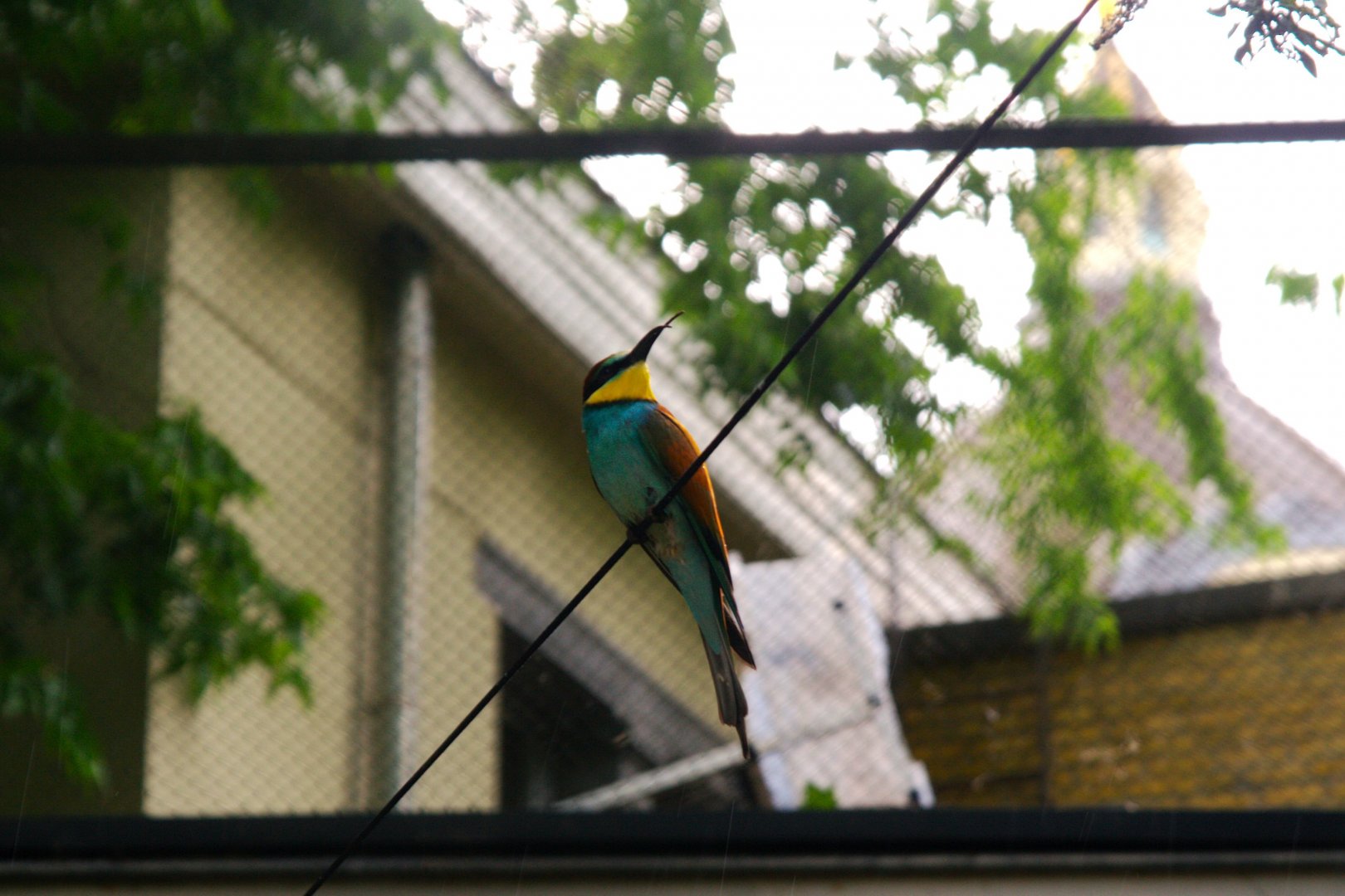 European Bee-eater (Merops apiaster)