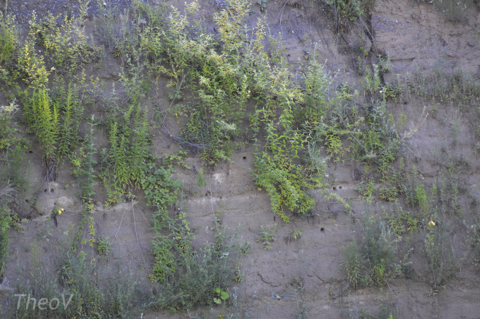 European bee-eater nests [2020]