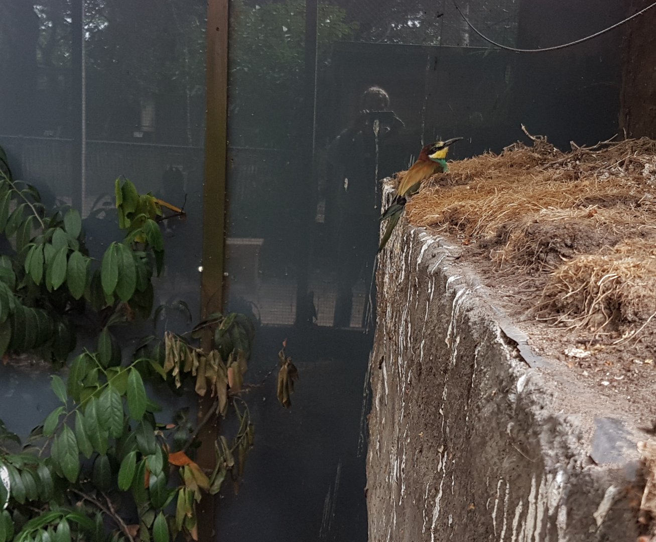 European bee-eater on breeding-wall