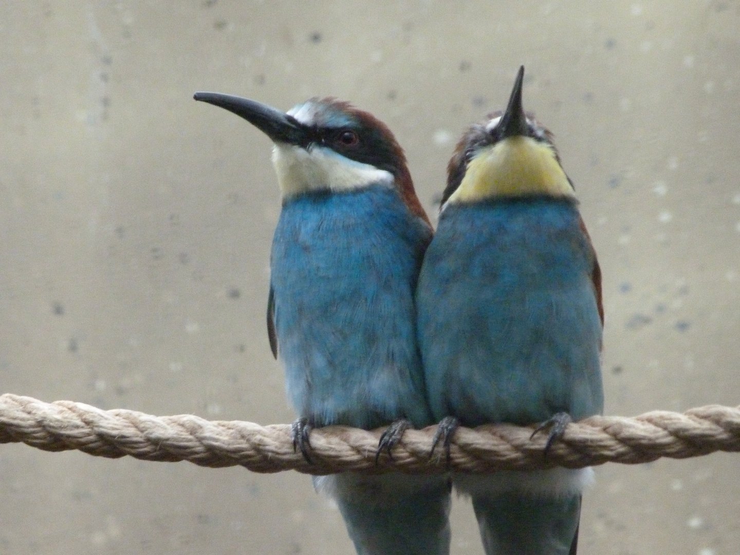 European bee-eater -Zoologischer Garten Berlin (2024)