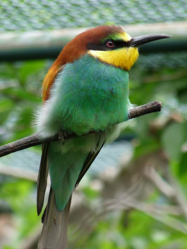 European bee-eater
