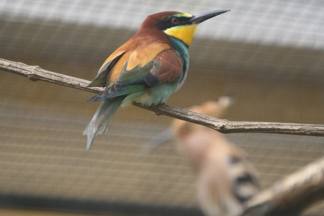 European Bee-Eater