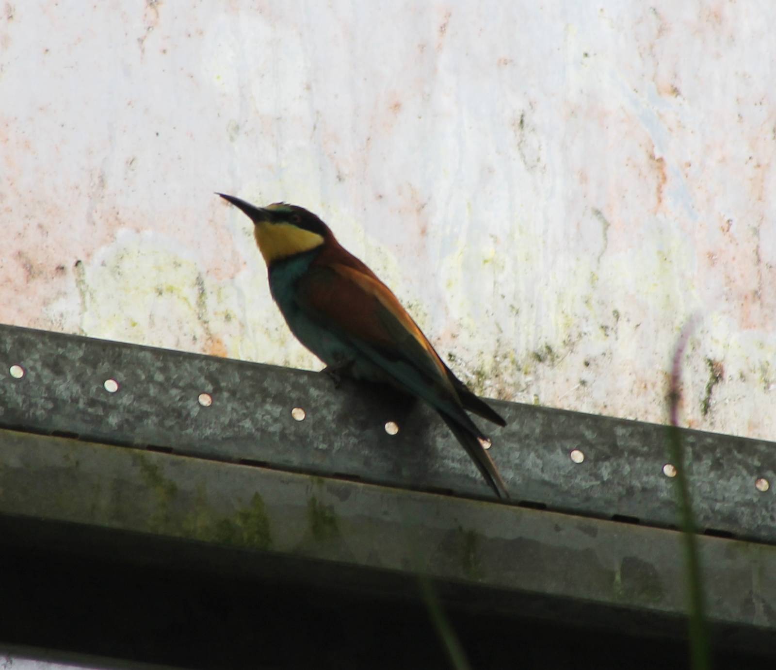 European bee-eater