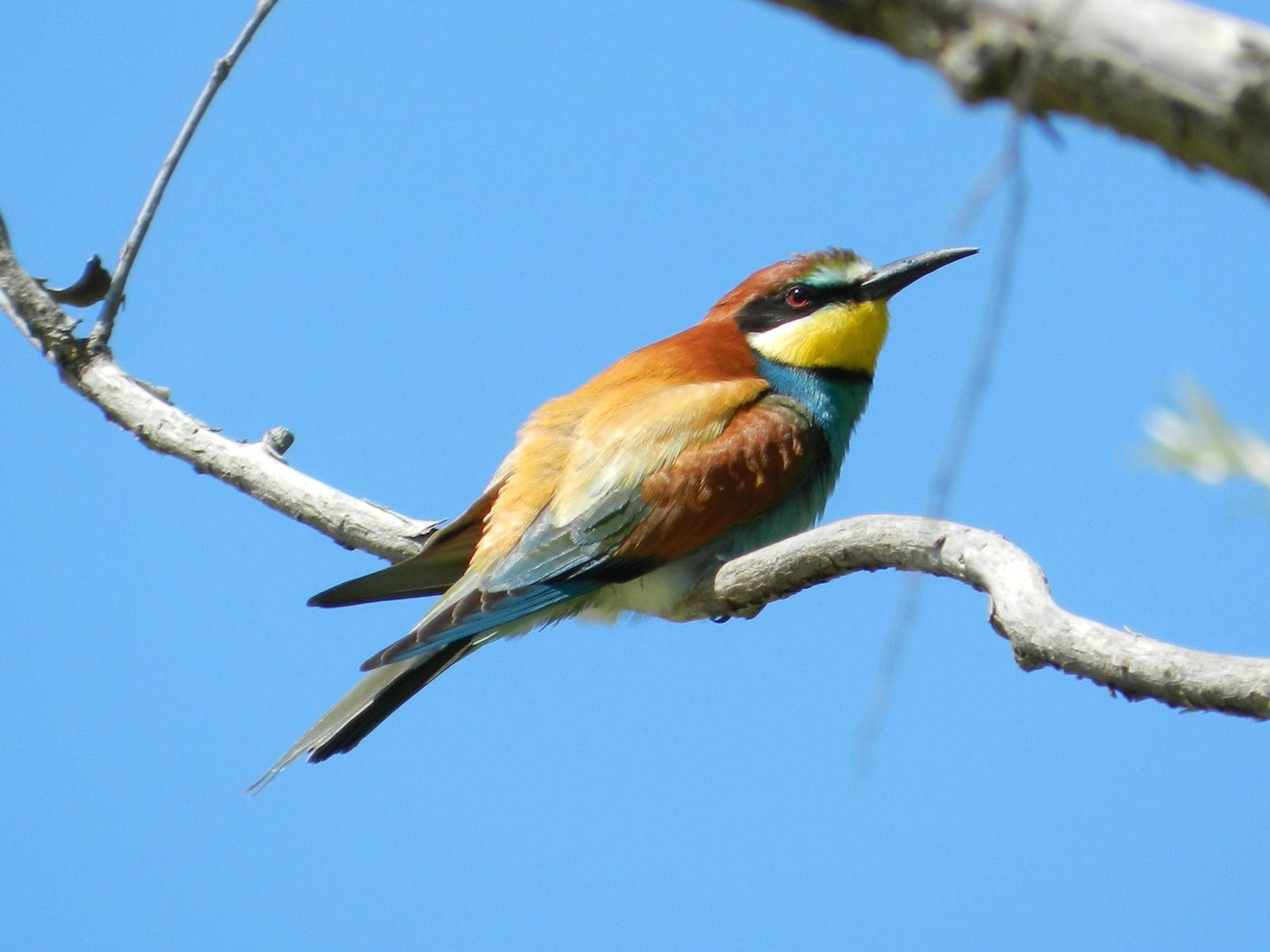 European Bee-eater