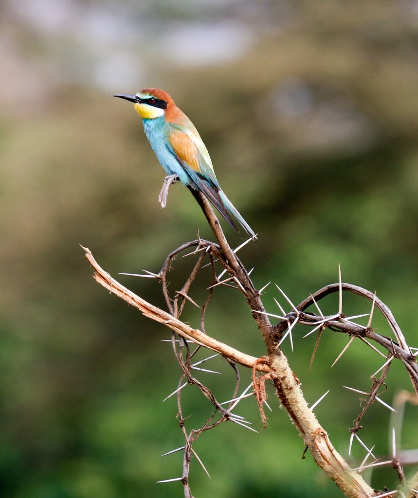 European Bee-eater