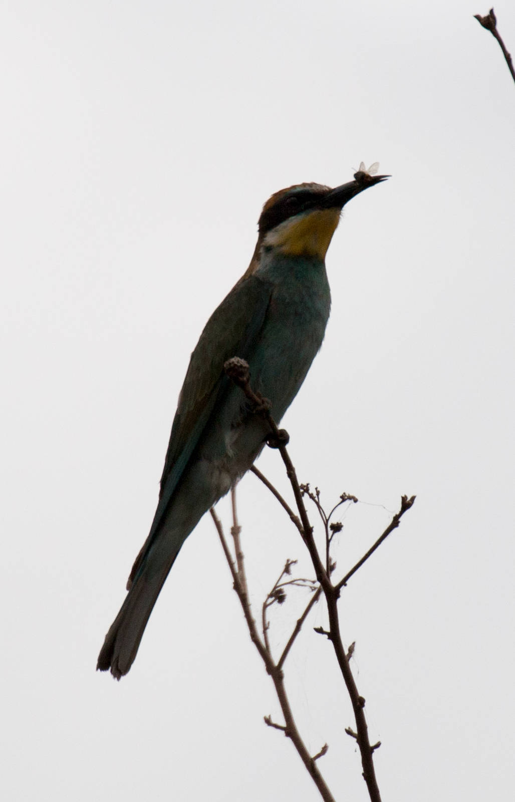 European Bee-eater