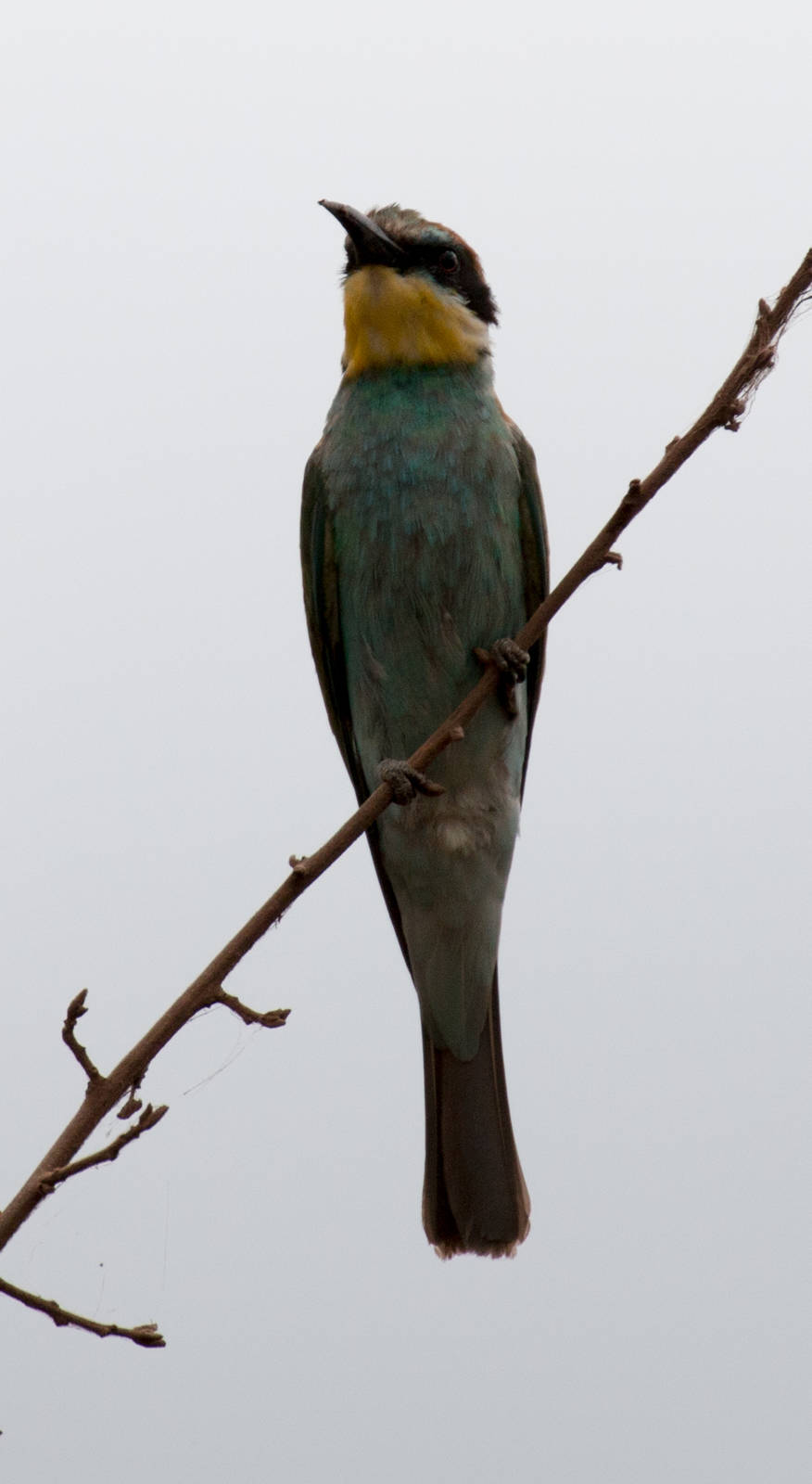European Bee-eater
