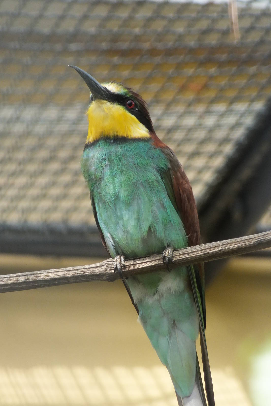 European Bee-eater