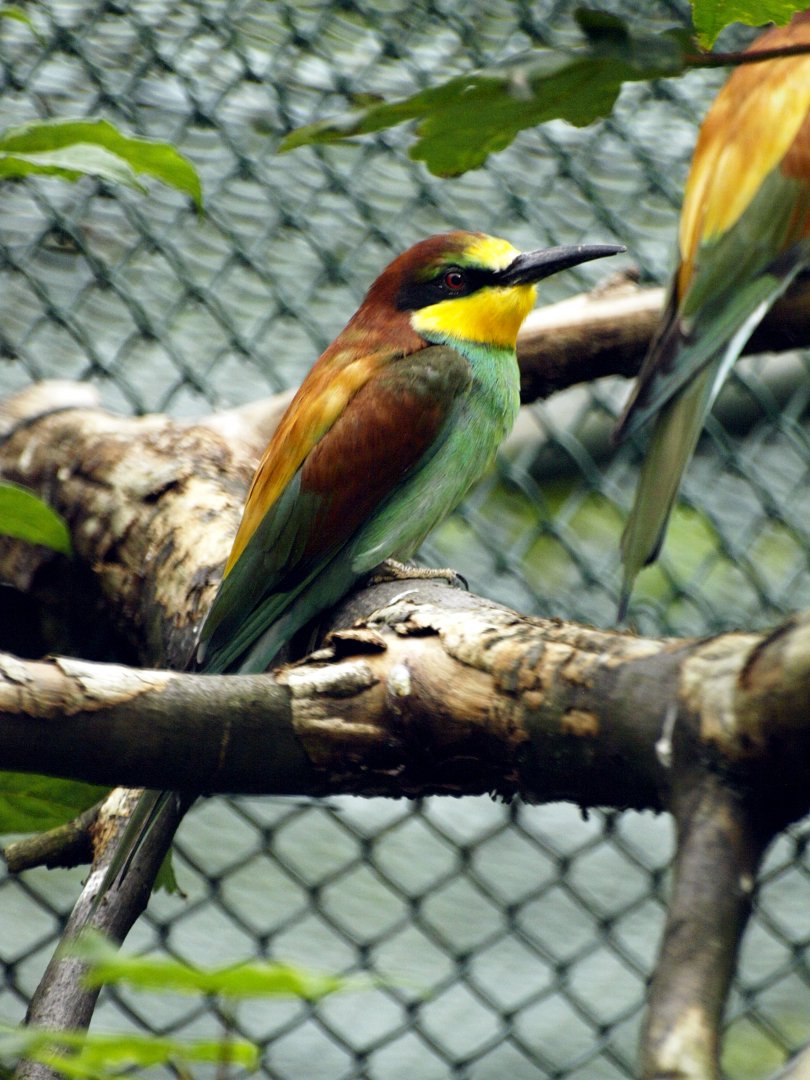 European bee eater