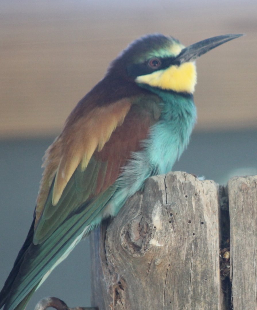 European bee-eater