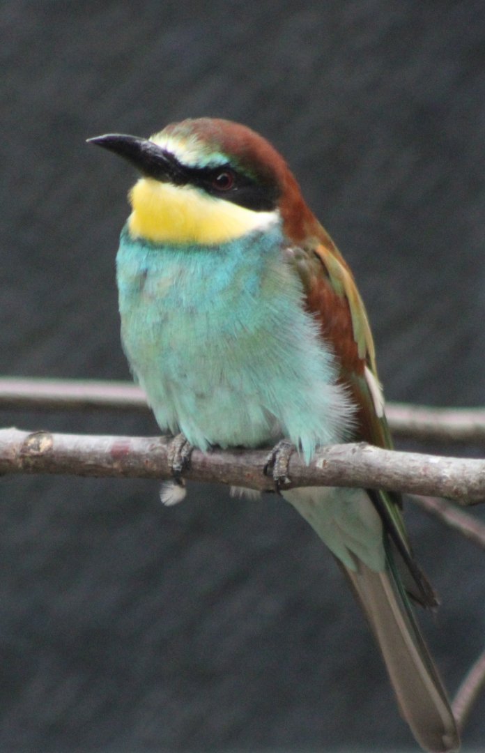 European bee-eater