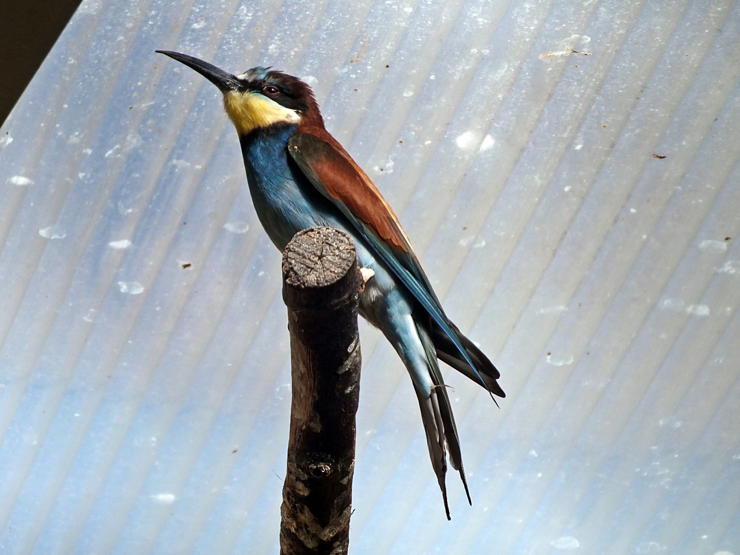 European bee-eater