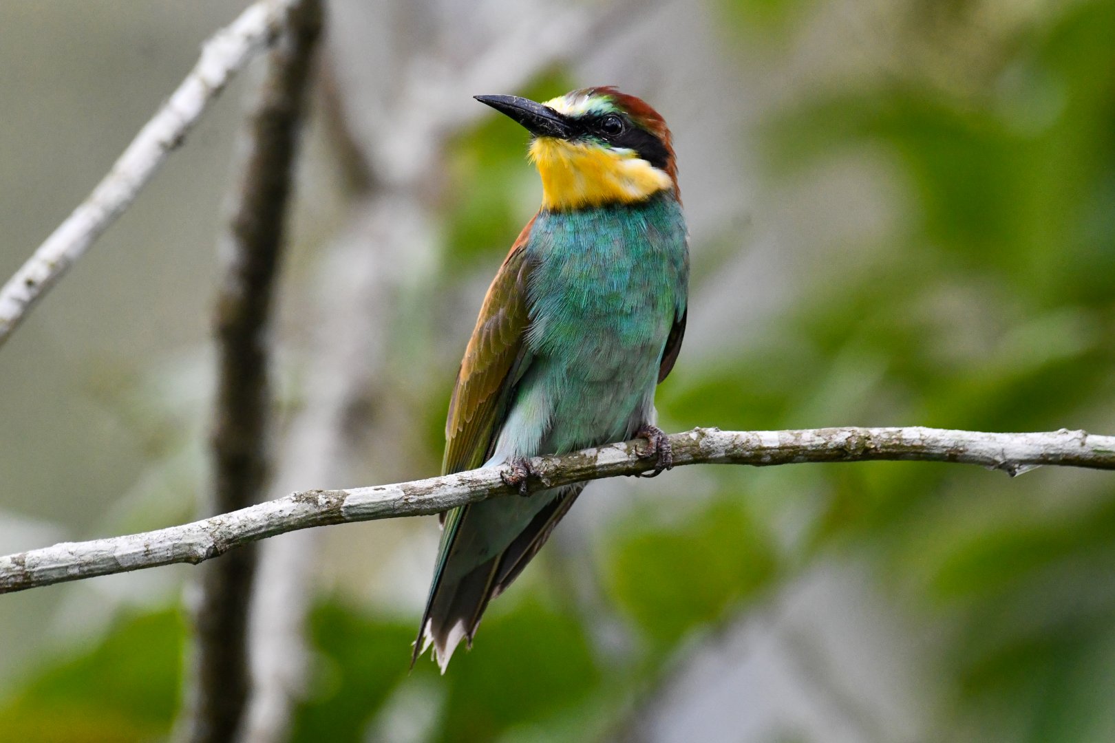 European Bee-eater