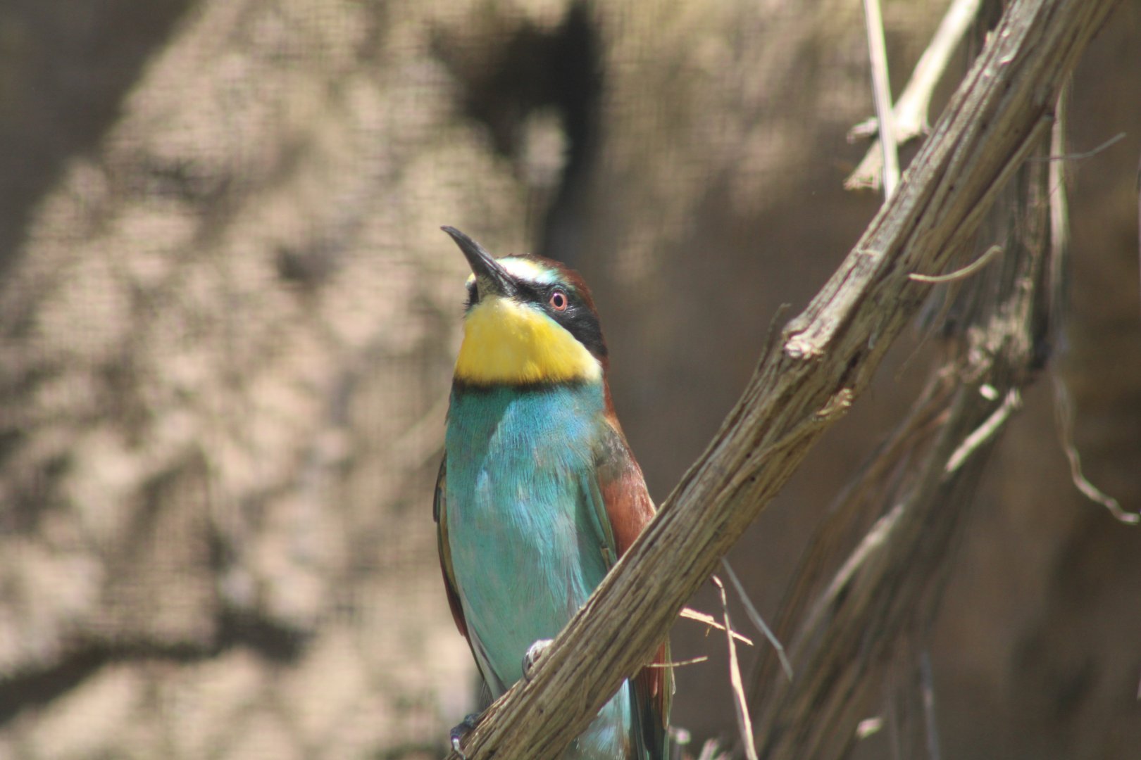European Bee-eater