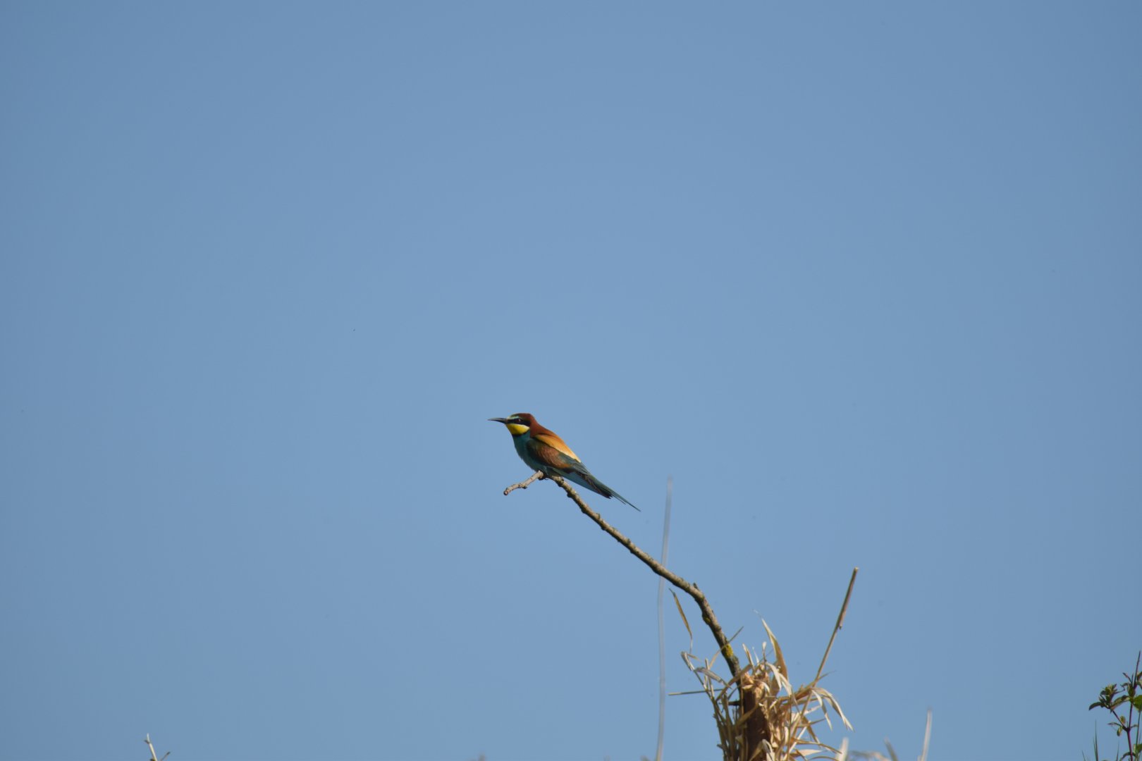 European bee-eater