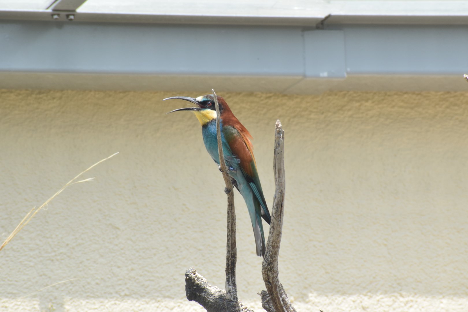 European bee-eater