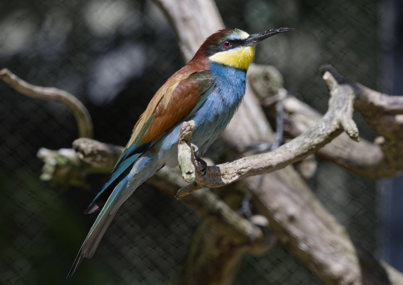European bee-eater