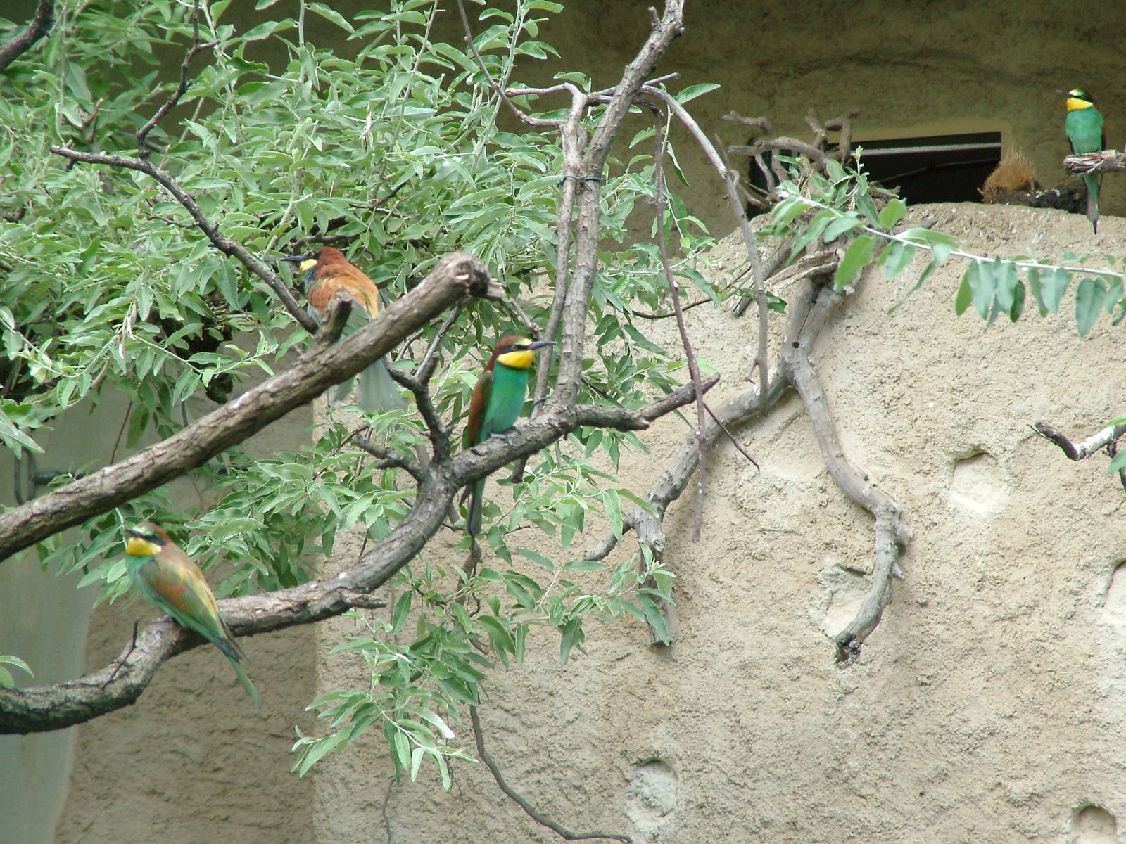 European Bee-Eaters at Frankfurt 31/08/10