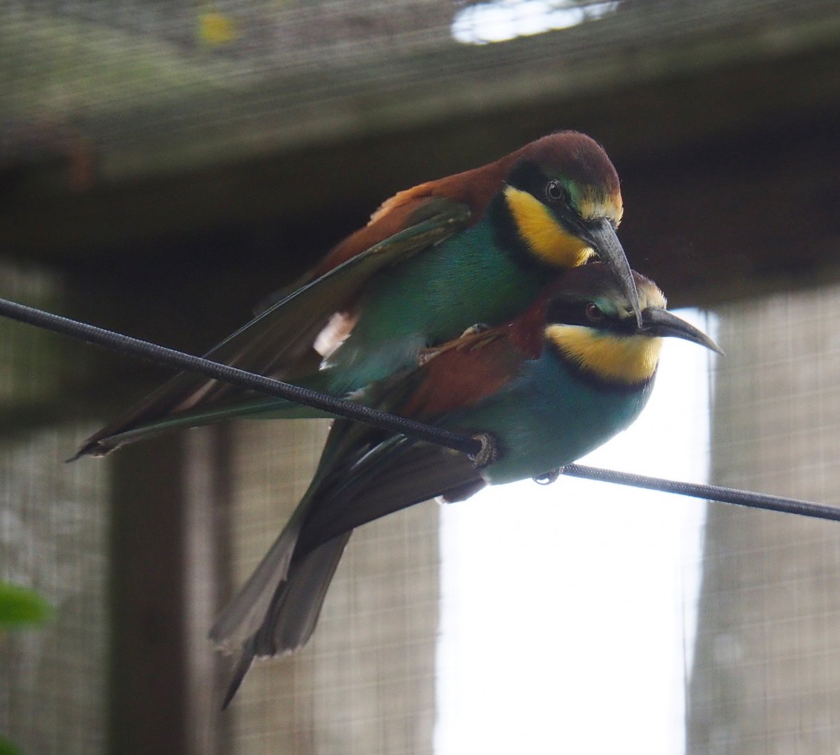 European bee-eaters mating (Merops apiaster), 2019-05-25