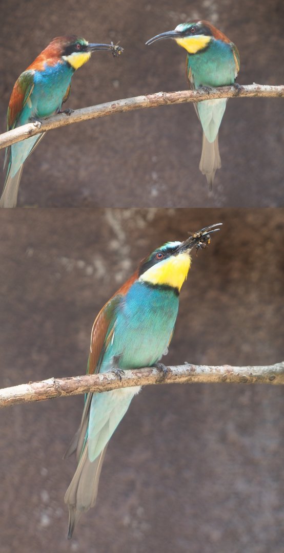 European bee-eaters (Merops apiaster), 2020-06-28