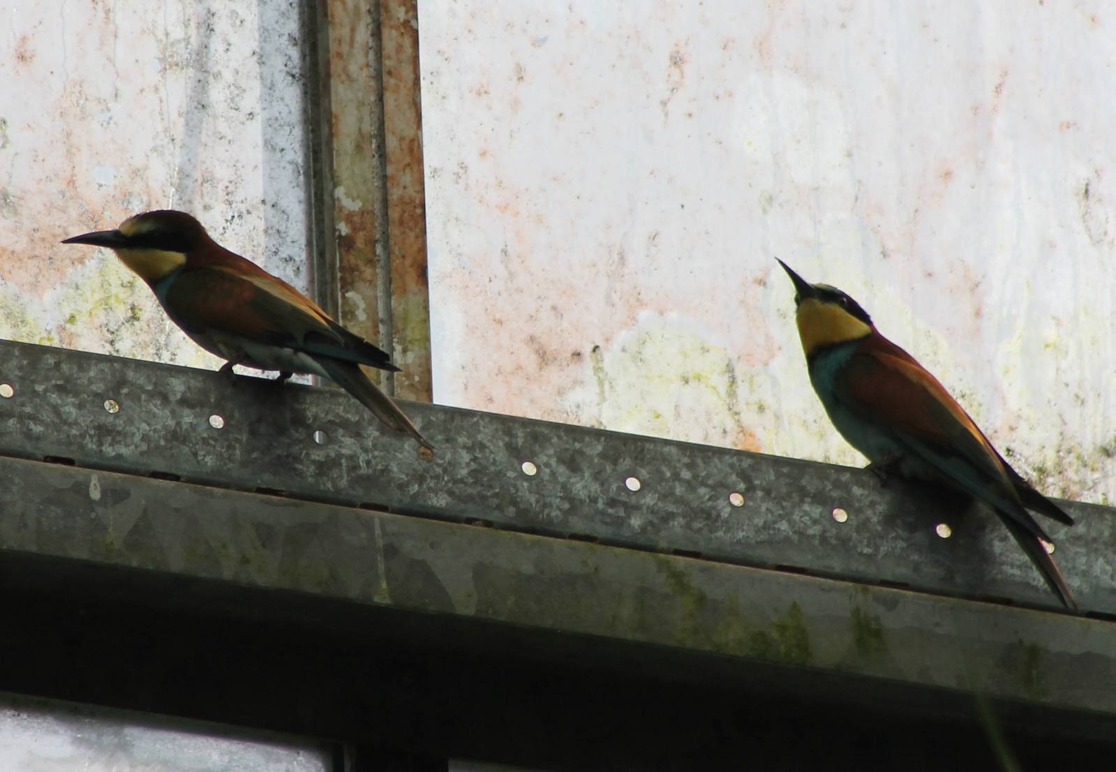 European bee-eaters