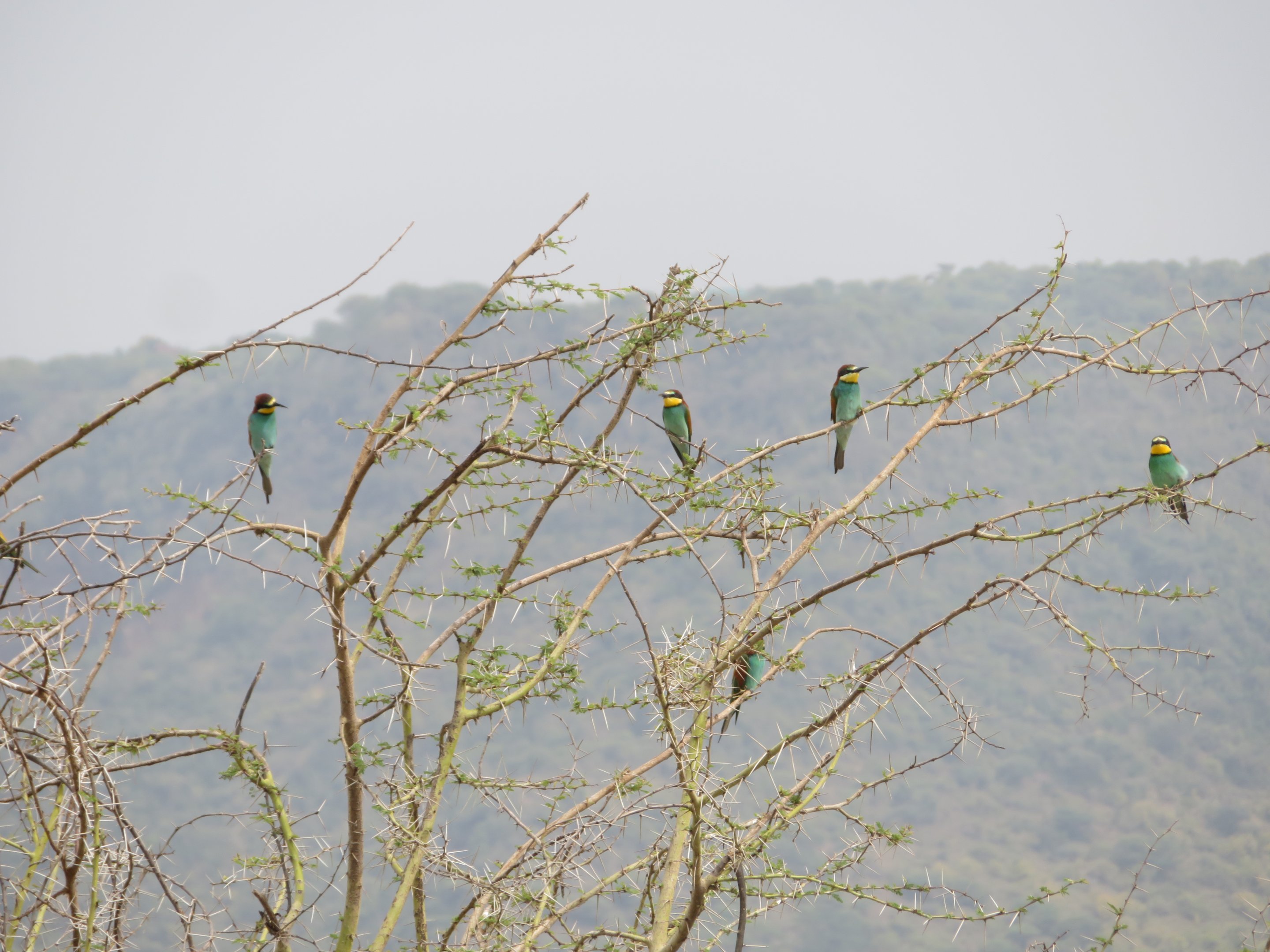 European Bee-eaters