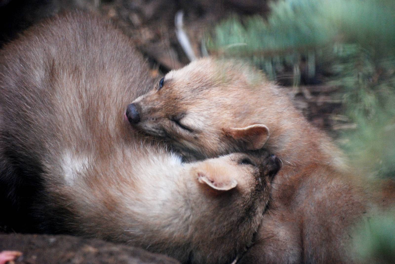 European Beech Martens at Chomutov, 30/08/12