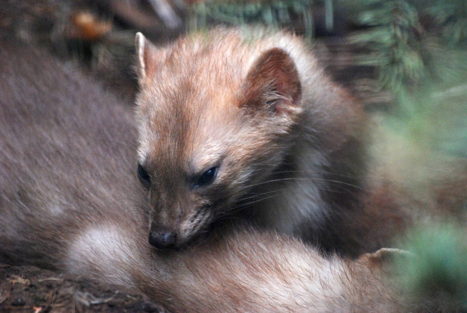 European Beech Martens at Chomutov, 30/08/12