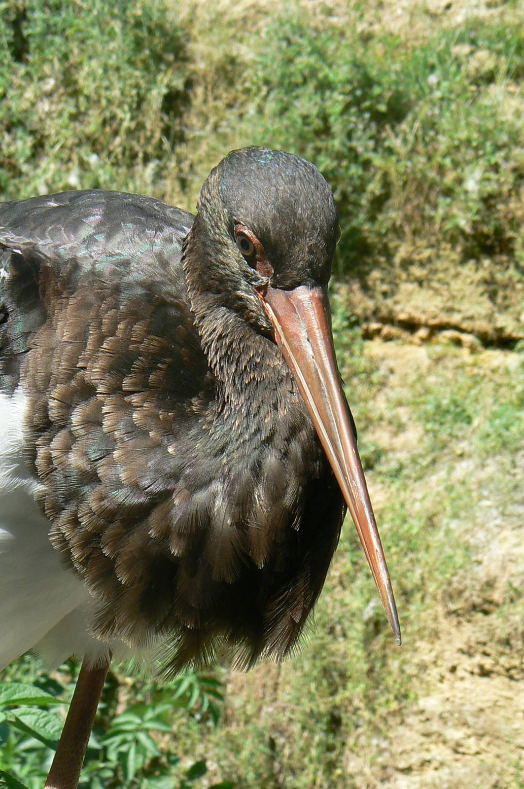 European birds aviary - Black stork