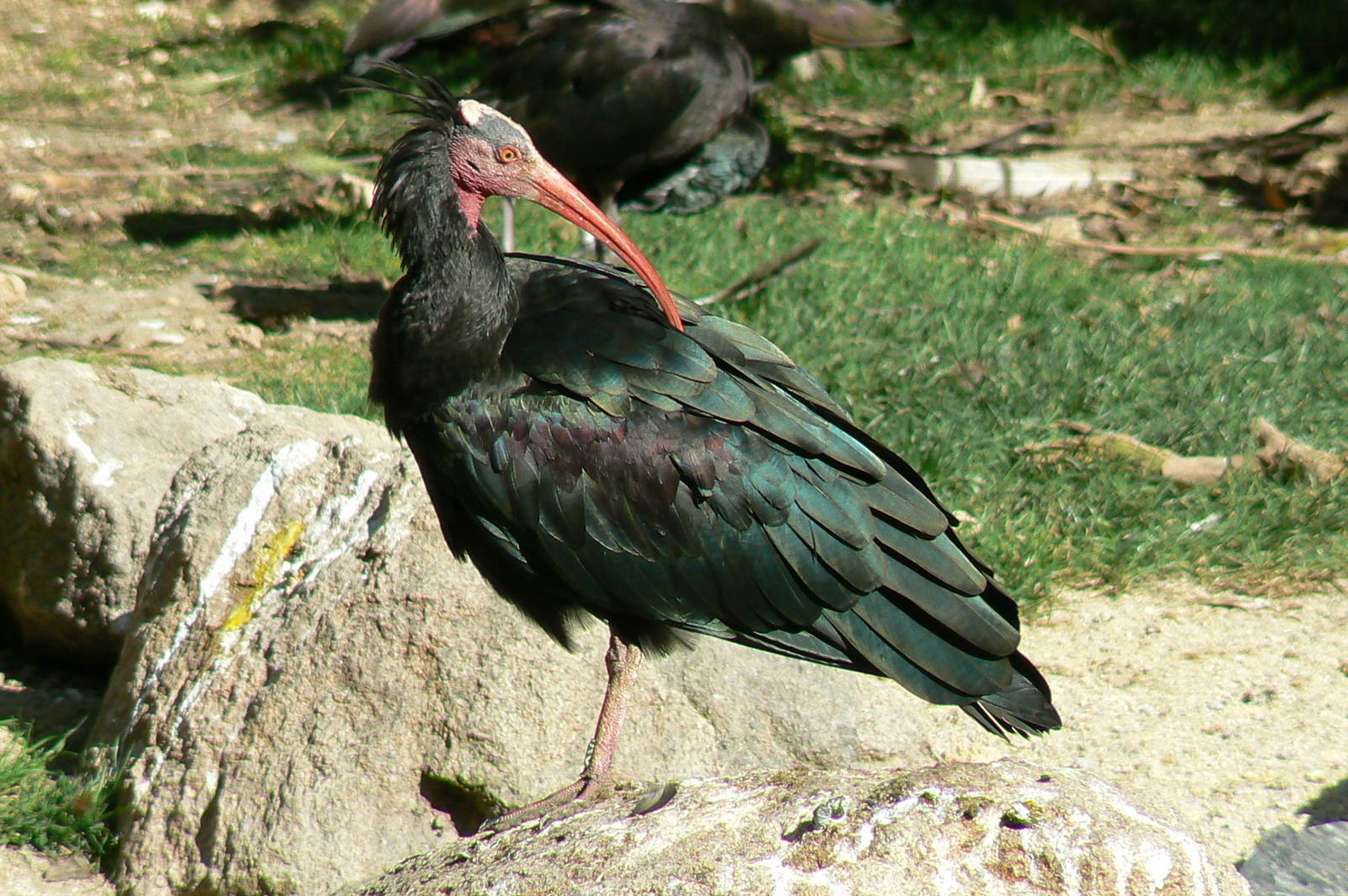European birds aviary - waldrapp ibis