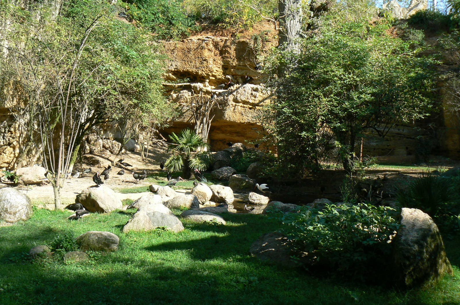 European birds aviary