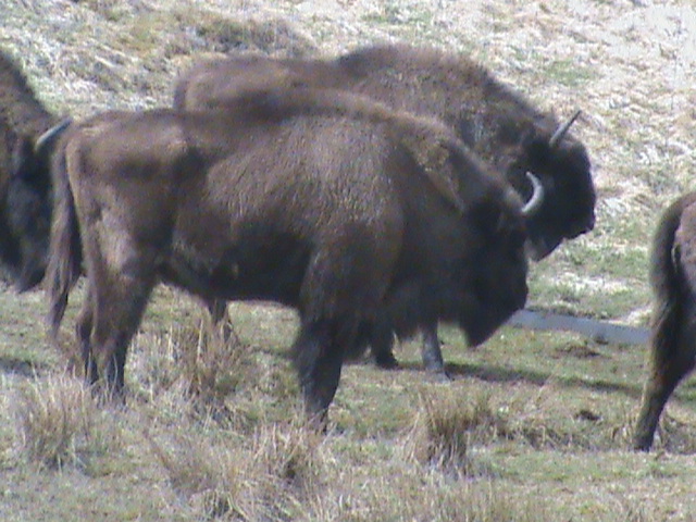 european bison 04/10
